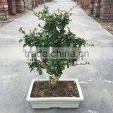 Carmona Microphylla Bosnai thumbnail-3