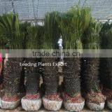 Cycas Revoluta Multi Branches thumbnail-5