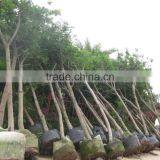 Cassia Glauca (Cassia Surattensis) thumbnail-4