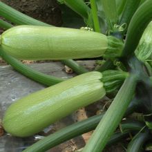 Long zucchini hybrid f1 squash vegetable seeds
