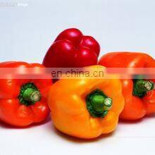 Hot Sale Fresh Sweet Color Pepper Yellow/Red/Green thumbnail-2