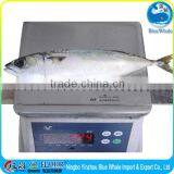 Mackerel Scomber Japonicus W/R thumbnail-4