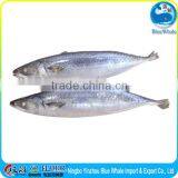 100/200g 200/300g 300/500g 400/600g Scomber Japonicus