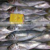 Frozen Horse Mackerel Whole Round