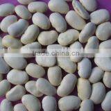 Round Shape White Kidney Bean thumbnail-1