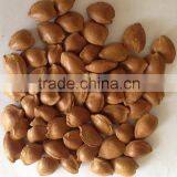 Supply Roasted and Raw Apricot Kernels in Sheel for Sale