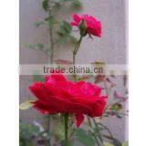 100 % Natural & Pure Attar Gulab (Rose)