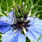 Black Cumin Oil thumbnail-2