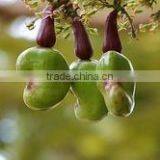 Cashew Nuts... thumbnail-2
