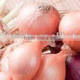 Fresh (RED ,Yellow , White ) ONION thumbnail-1