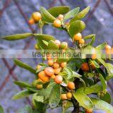 Fresh Orange Tree Seedling thumbnail-4