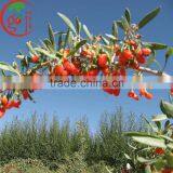 Ningxia NQ-01 Goji Berry Seeds/Goji Seeds for Planting thumbnail-2