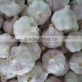 Certified GAP/ KOSHER/ HALAL Normal Garlic thumbnail-1