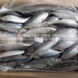 Whole sale frozen indian mackerel marine fish