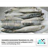 Frozen Pacific Mackerel Fish in High Quality for Sale(600g+) thumbnail-1