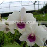 Dendrobium Hybrids Orchid Plant Blooming Orchids