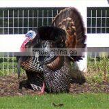 OEM HDPE Plastic Turkey Decoy,wholesale Hunting Turkey Decoy. thumbnail-3