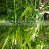 CHY030928 Landscaping Decoration Bamboo Pole/ Plastic Bamboo Stick/artificial Bamboo Plant thumbnail-3