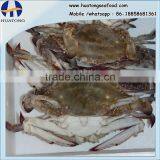 IQF Blue Swimming Crab Half Cut thumbnail-1