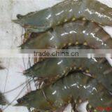 Assured Quality Frozen Vannamei Shrimp From China Competitive Price thumbnail-2