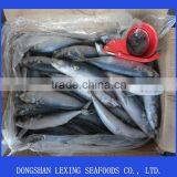 Pacific Mackerel thumbnail-2