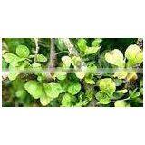 Guggul Dry Extract thumbnail-3