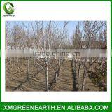 Magnolia Denudata - Winter Resist Landscaping Trees (3) thumbnail-2