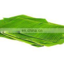 BEST Price Natural LEAF Banana Leaves/Fresh Banana Leaf thumbnail-3