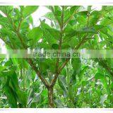 FDA Shirataki Spaghetti thumbnail-2