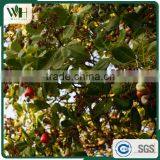 2016 Newest Cambodia Shell Attached Cashew Nut thumbnail-6