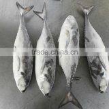 Frozen Horse Mackerel Whole Round thumbnail-3