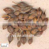 Fructus Forsythiae thumbnail-1