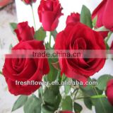 wholesale fresh big red rose flower from china