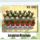 Cactus thumbnail-1