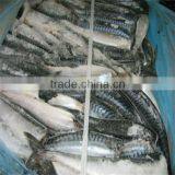 Best Fresh Frozen Mackerel Fish thumbnail-1