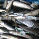 Sea Frozen Pacific Mackerel 150~250g thumbnail-1