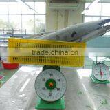 FROZEN KING FISH thumbnail-1