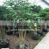 Heteropanax Fragrans High 1-2m thumbnail-5