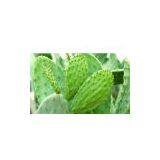 Cactus Extract