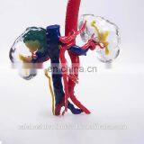 Durometer Flexible Stretchable Medical 3D Printing Digital Anatomic Model for Surgical Training thumbnail-2