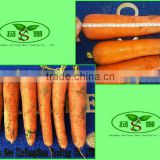 (HOT) FRESH CARROTS / YELLOW CARROTS