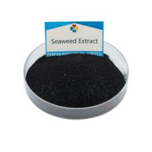 China supplier agriculture  natural seaweed extract extract fertilizer seaweed Black Granules best price