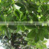 Make Artificial High Imitation Palm Tree,fake Outdoor High Palm Tree