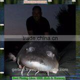 Best Braided Fishing Lines 100% Made in Germany 8-braid 0.10-0.50mm 20.2-134.8lbs Strong and Smooth for Freshwater and Saltwater thumbnail-6