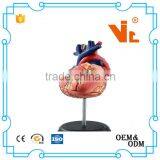 V-HM11 4D MASTER Human Heart Assembled Model thumbnail-3