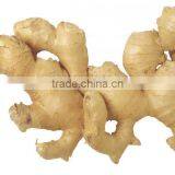 Chinese Fresh Ginger for Sale thumbnail-3