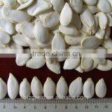 Raw Shin Skin Pumpkin Seeds for Sale thumbnail-3