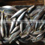 Good Quality Frozen Mackerel 16-18pcs/kg for Market