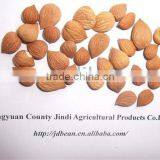 USED EXCLUSIVELY COMMONbitter Apricot Kernels(GF3) thumbnail-1