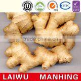 Competitive Price New Harvested Ginger With Mesh Bag Carton thumbnail-2